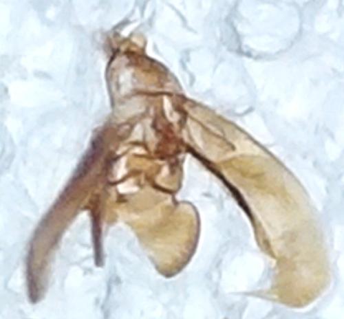 Elachista atricomella